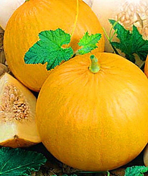 Sadzenie i pielęgnacja melonów w otwartym terenie w środkowej strefie Rosji