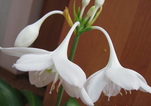 dwa kwiaty eucharis