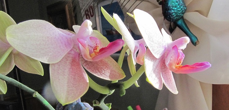 Kwitnienie Phalaenopsis