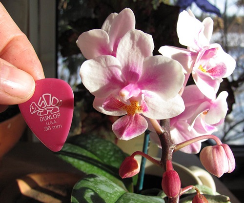Kwitnienie Phalaenopsis