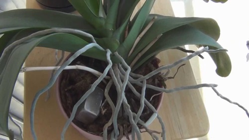 Przeszczep Phalaenopsis