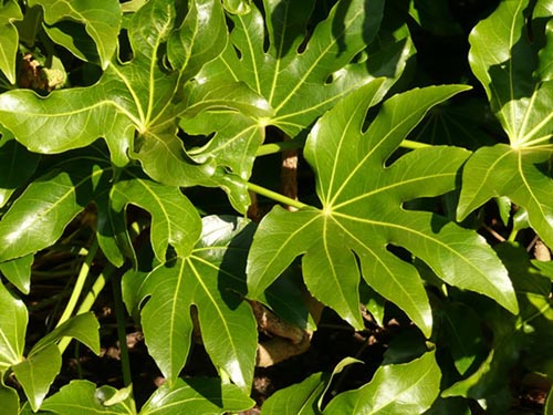 Różne rodzaje fatsia