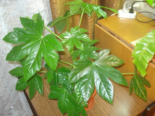 fatsia przy zachodnim oknie