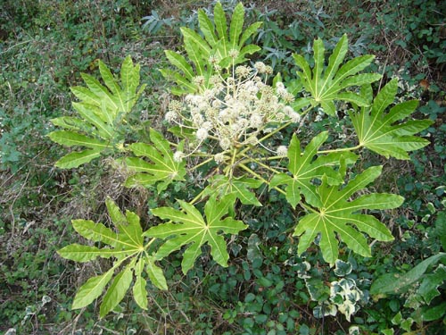 fatsia w komfortowych warunkach temperaturowych