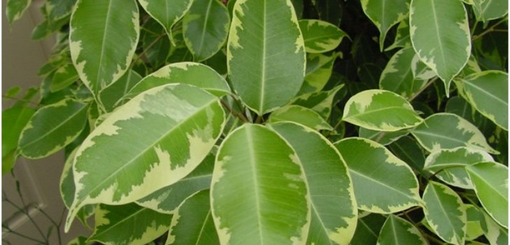 ficus pokoju