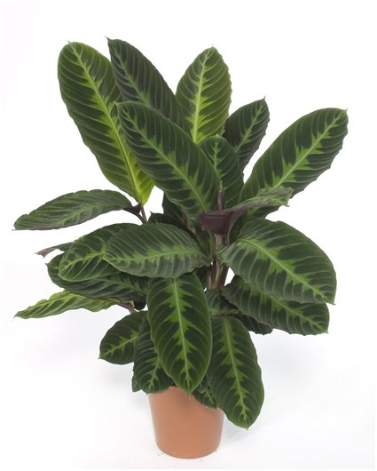 wanna z ficus