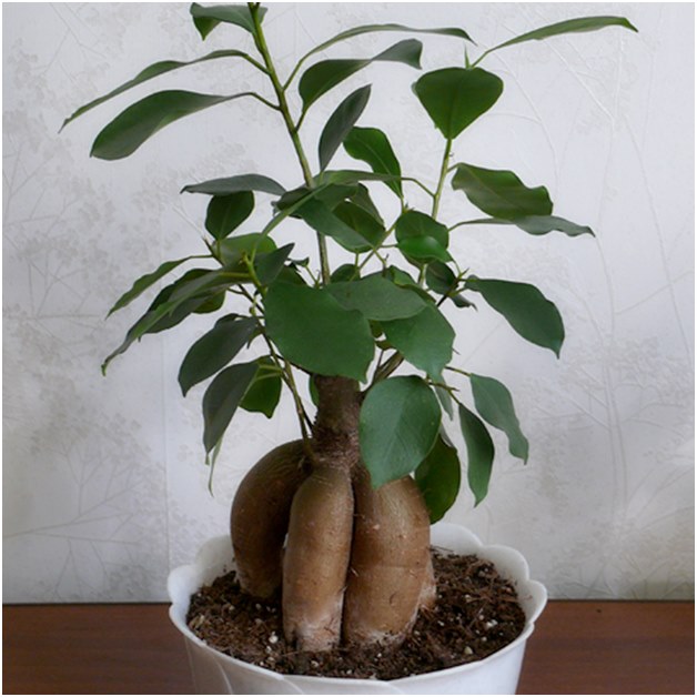 Ficus przed przesadzeniem