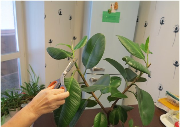 cięcie ficus