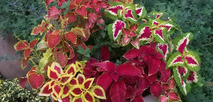 Fittonia: opieka