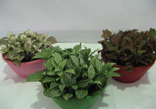 Fittonia: opieka
