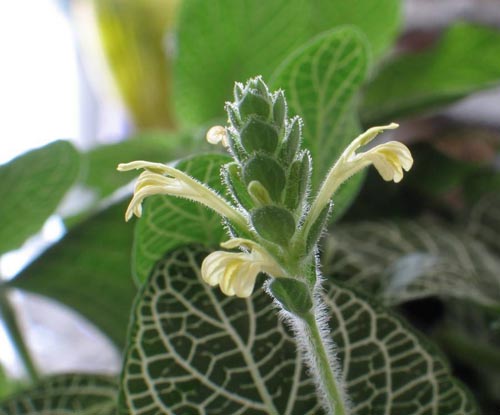 Fittonia: opieka
