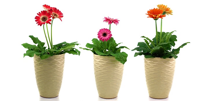 Gerbera w doniczce