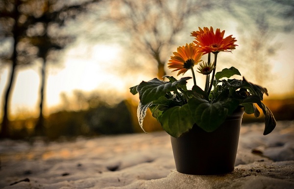 Gerbera w doniczce