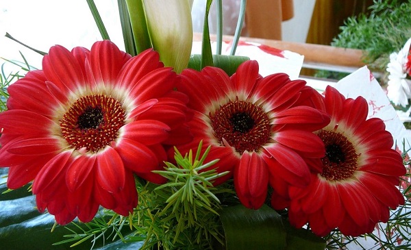 Gerbera w doniczce