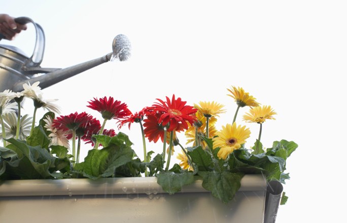 Gerbera w doniczce