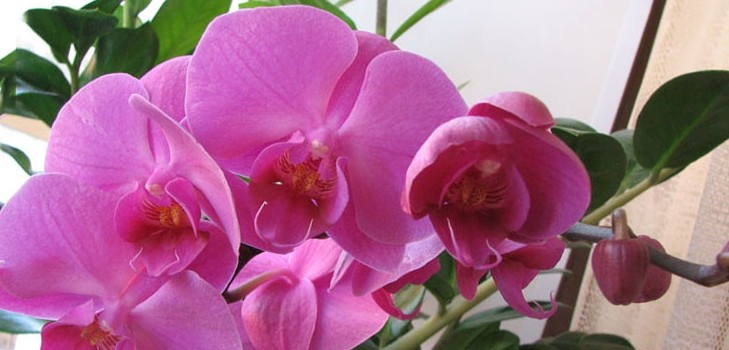 Jak podlewać orchideę Jak podlewać orchideę