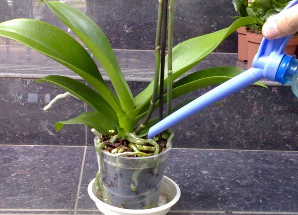 Jak podlewać orchideę Jak podlewać orchideę