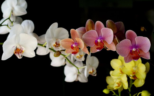 Jak podlewać orchideę Jak podlewać orchideę