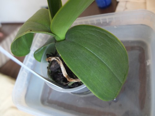 Jak przeszczepić orchideę