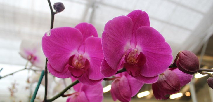 Jak przeszczepić orchideę