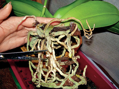 Jak przeszczepić orchideę