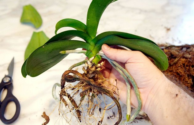 Jak przeszczepić orchideę