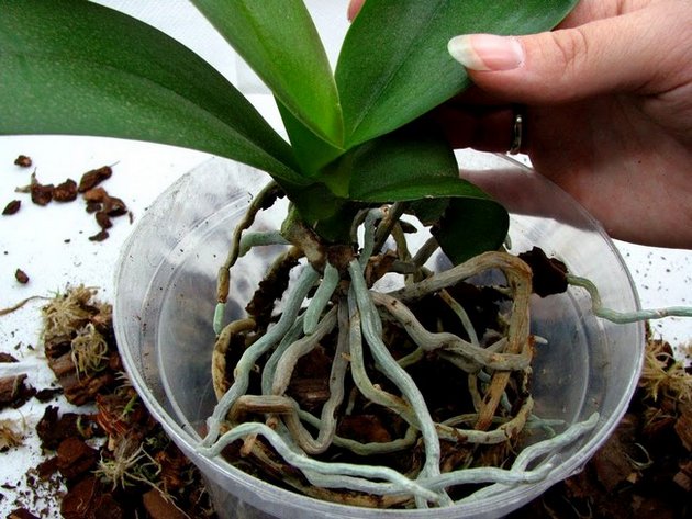 Jak przeszczepić orchideę