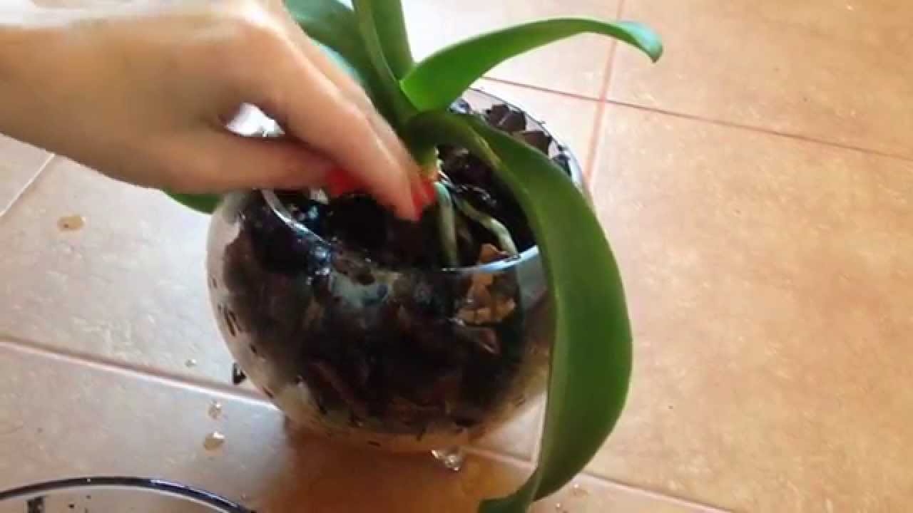 Jak przeszczepić orchideę