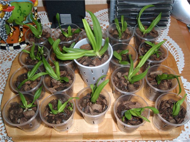 Jak przeszczepić orchideę
