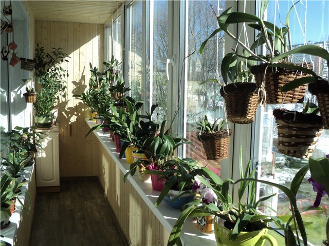 Jak przeszczepić orchideę