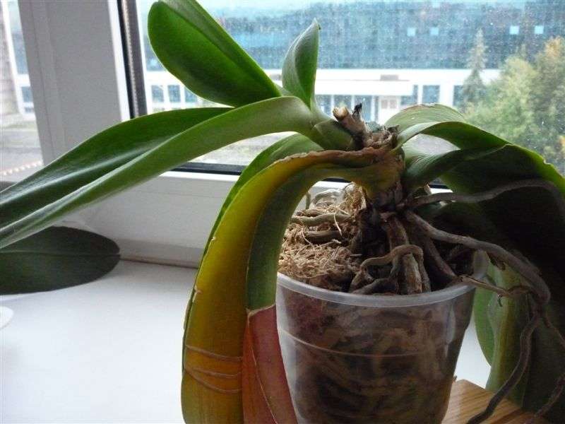 Jak przeszczepić orchideę