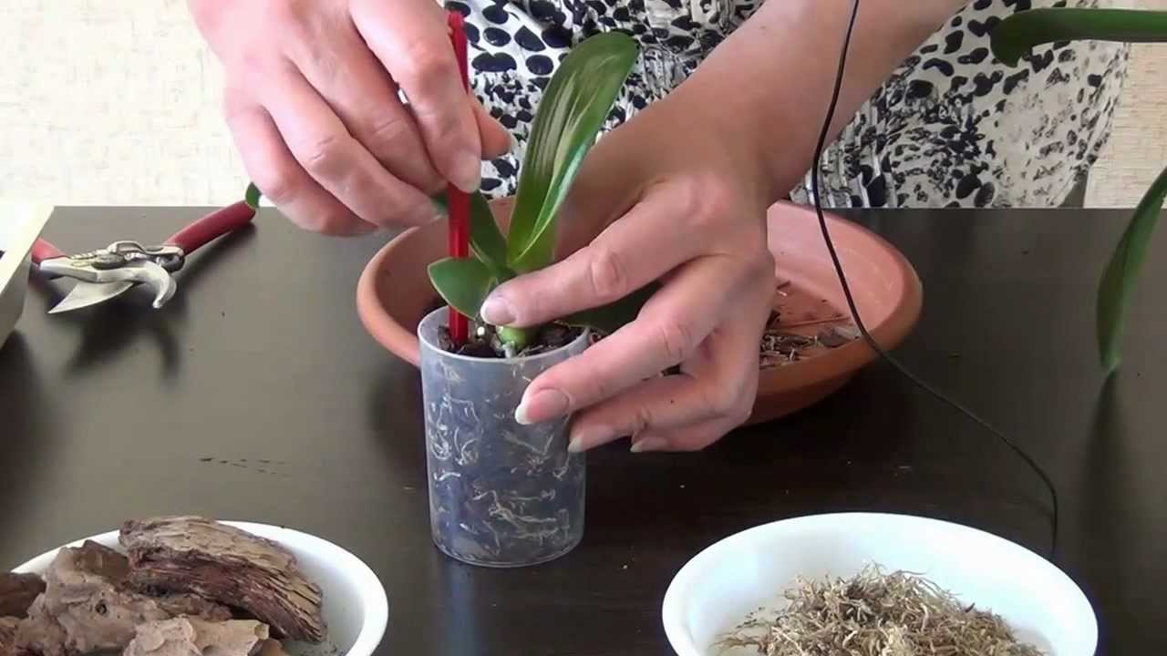 Jak przeszczepić orchideę