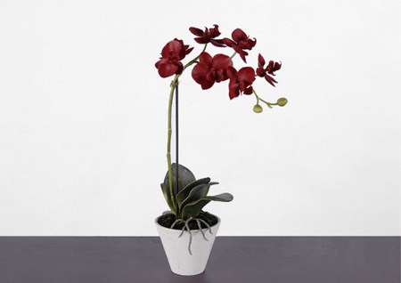 Jak przeszczepić orchideę