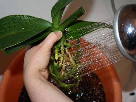 Jak przeszczepić orchideę