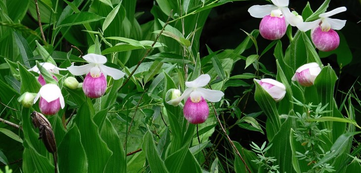 Jak rozmnażać orchideę Jak rozmnażać orchideę
