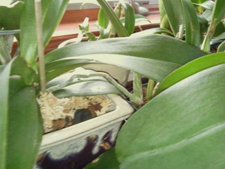 Jak rozmnożyć orchideę: dzieci