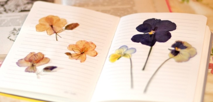 Nauka tworzenia herbarium i albumu dla niego własnymi rękami