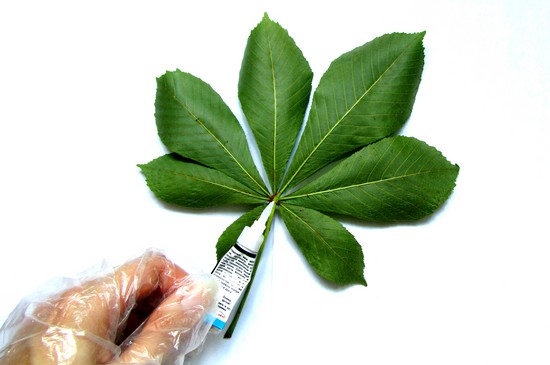 Nauka tworzenia herbarium i albumu dla niego własnymi rękami
