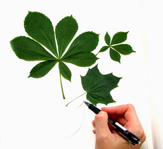 Nauka tworzenia herbarium i albumu dla niego własnymi rękami