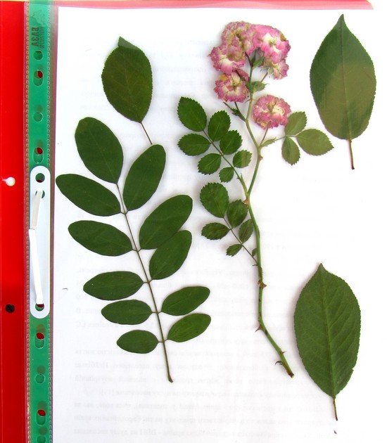 Nauka tworzenia herbarium i albumu dla niego własnymi rękami