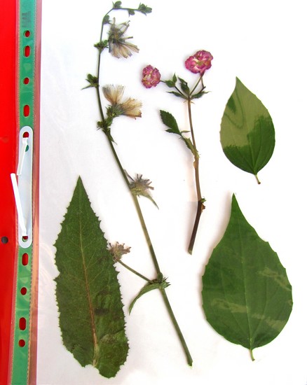 Nauka tworzenia herbarium i albumu dla niego własnymi rękami