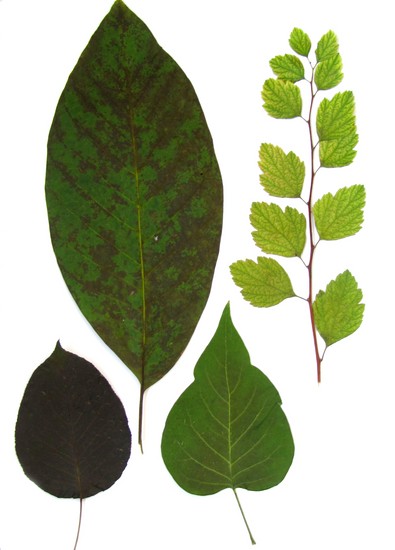 Nauka tworzenia herbarium i albumu dla niego własnymi rękami