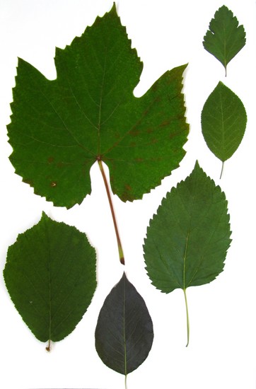 Nauka tworzenia herbarium i albumu dla niego własnymi rękami