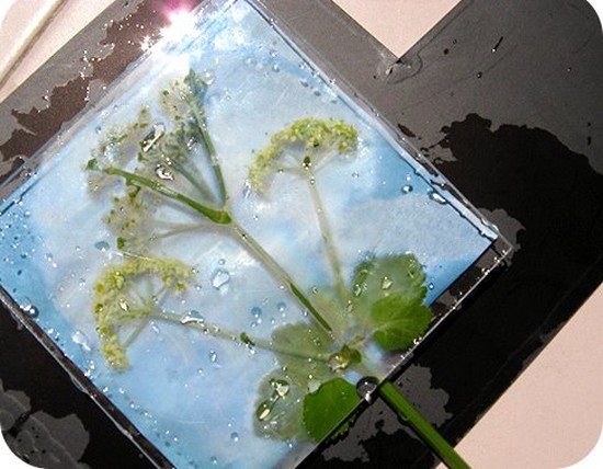 Nauka tworzenia herbarium i albumu dla niego własnymi rękami