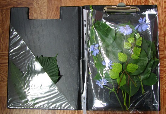 Nauka tworzenia herbarium i albumu dla niego własnymi rękami