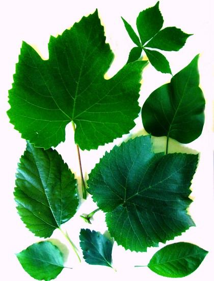 Nauka tworzenia herbarium i albumu dla niego własnymi rękami