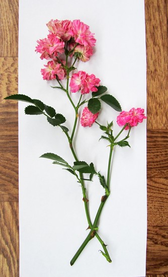 Nauka tworzenia herbarium i albumu dla niego własnymi rękami