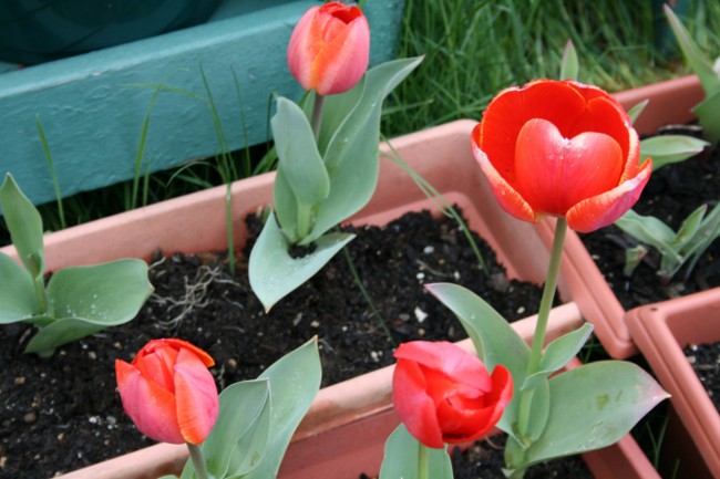 Tulipany w domu Tulipany w domu