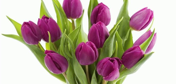 Tulipany w domu Tulipany w domu