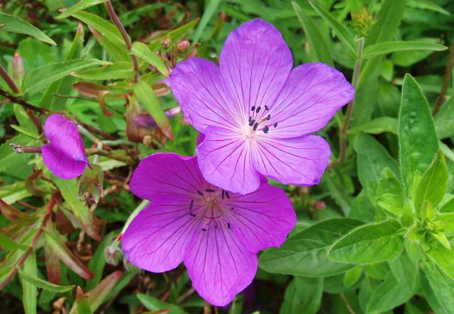 Dbaj o pelargonie